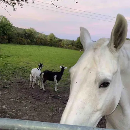 Horseshoe Cottage, Апартаменты