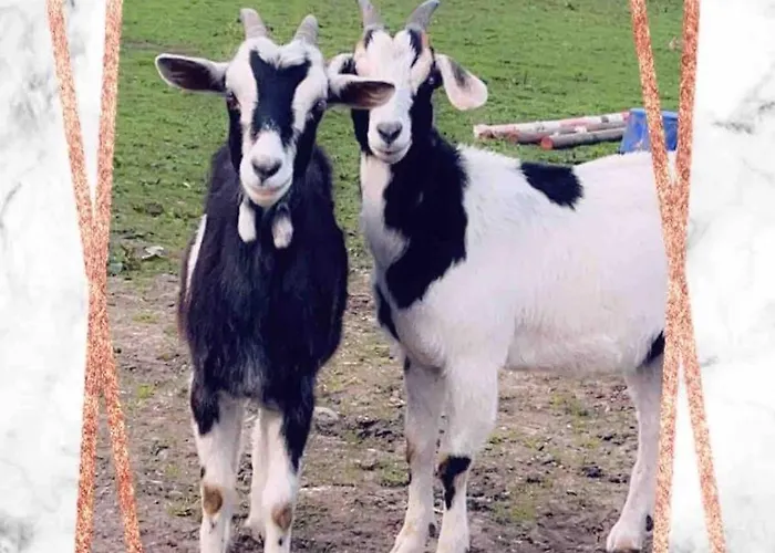 Horseshoe Cottage, Lejlighed