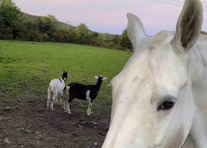 Horseshoe Cottage, Apartamento