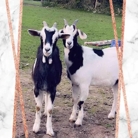 Horseshoe Cottage, アパート